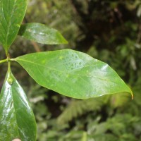 Timonius flavescens (Jacq.) Baker
